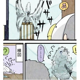 漫画「いたずらオウムの生活雑記」 第237回 オウムの粉対策