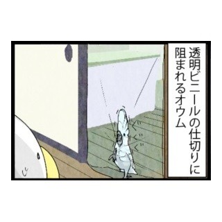 漫画「いたずらオウムの生活雑記」 第238回 諦めたのかと思いきや