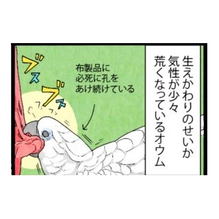 漫画「いたずらオウムの生活雑記」 第244回 作業を邪魔すると