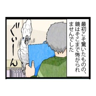 漫画「いたずらオウムの生活雑記」 第246回 自身に話しかけるオウム