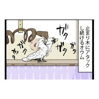 漫画「いたずらオウムの生活雑記」 第250回 木が先かと思いきや