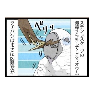 漫画「いたずらオウムの生活雑記」 第251回 一撃で破壊されることはあまりない