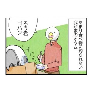 漫画「いたずらオウムの生活雑記」 第254回 あまりご飯には釣られないオウムだが