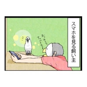 漫画「いたずらオウムの生活雑記」 第258回 オウムのケツ