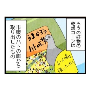 漫画「いたずらオウムの生活雑記」 第261回 残るエサ