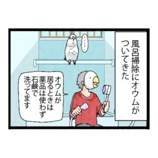 漫画「いたずらオウムの生活雑記」 第267回 風呂場にオウムがついてきた