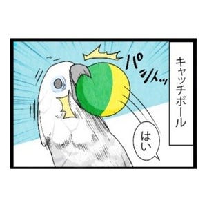 漫画「いたずらオウムの生活雑記」 第269回 キャッチボール