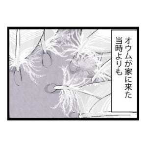 漫画「いたずらオウムの生活雑記」 第271回 羽の量