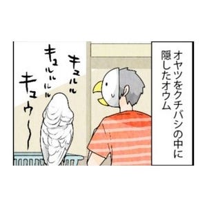 漫画「いたずらオウムの生活雑記」 第289回 オヤツを隠したオウム