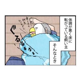 漫画「いたずらオウムの生活雑記」 第294回 床に転がっていたら