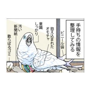 漫画「いたずらオウムの生活雑記」 第302回 オウムの父性