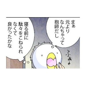 漫画「いたずらオウムの生活雑記」 第310回 2日目突入