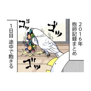 漫画「いたずらオウムの生活雑記」 第315回 抱卵記録まとめ