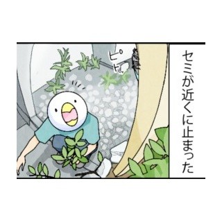 漫画「いたずらオウムの生活雑記」 第319回 セミの見学