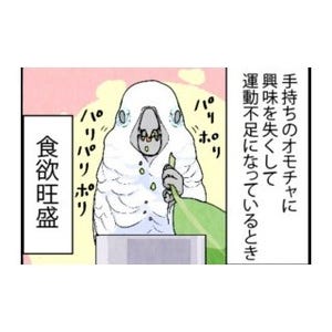 漫画「いたずらオウムの生活雑記」 第333回 オモチャと体重