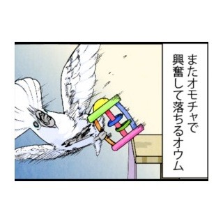 漫画「いたずらオウムの生活雑記」 第335回 興奮して落ちるオウム