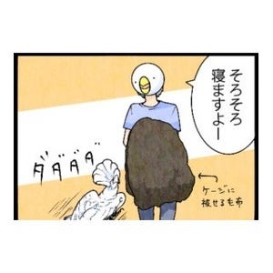 漫画「いたずらオウムの生活雑記」 第343回 布をチェック