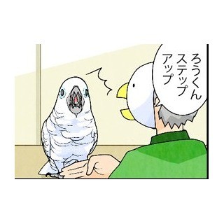 漫画「いたずらオウムの生活雑記」 第347回 チラ見え