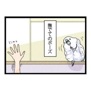 漫画「いたずらオウムの生活雑記」 第359回 撫でてのポーズ