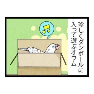 漫画「いたずらオウムの生活雑記」 第365回 懲りたらしい