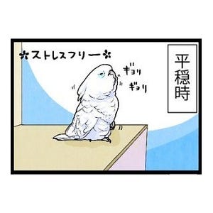 漫画「いたずらオウムの生活雑記」 第374回 平穏時との違い