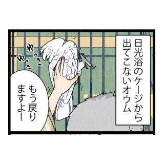 漫画「いたずらオウムの生活雑記」 第385回 アオサギ現る