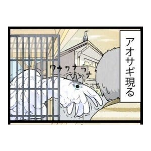 漫画「いたずらオウムの生活雑記」 第386回 アオサギ現る2