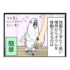 漫画「いたずらオウムの生活雑記」 第389回 オウムの移動