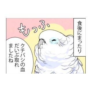 漫画「いたずらオウムの生活雑記」 第398回 血はだいぶ取れてきたけど