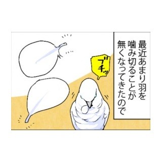 漫画「いたずらオウムの生活雑記」 第403回 治まったのかと思いきや