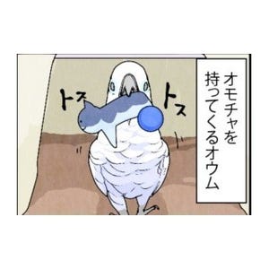 漫画「いたずらオウムの生活雑記」 第405回 お気に入りらしい