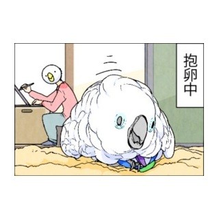 漫画「いたずらオウムの生活雑記」 第422回 抱卵記録更新中