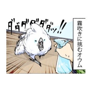 漫画「いたずらオウムの生活雑記」 第424回 霧吹きVSオウム