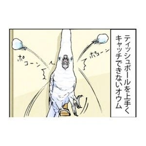 漫画「いたずらオウムの生活雑記」 第431回 さらばティッシュボール