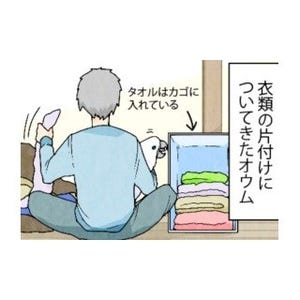 漫画「いたずらオウムの生活雑記」 第435回 片付けは邪魔するオウム