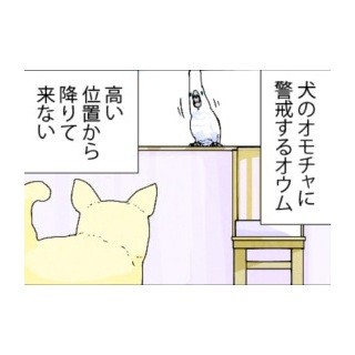 漫画「いたずらオウムの生活雑記」 第443回 犬のオモチャ! かわす!