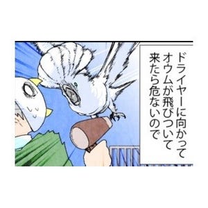 漫画「いたずらオウムの生活雑記」 第454回 ケージの中に入ればドライヤー?