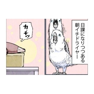 漫画「いたずらオウムの生活雑記」 第457回 日課になりつつある朝イチドライヤー