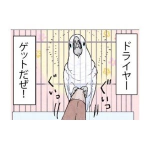 漫画「いたずらオウムの生活雑記」 第460回 ドライヤーゲット……!?