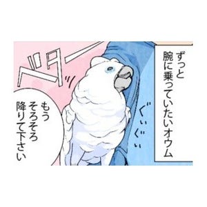 漫画「いたずらオウムの生活雑記」 第471回 ずっと乗っていたいの