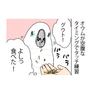 漫画「いたずらオウムの生活雑記」 第494回 オウムも学習していく