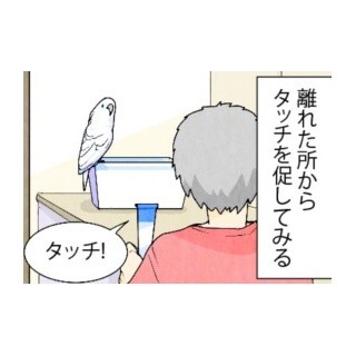 漫画「いたずらオウムの生活雑記」 第497回 タッチ練……終了