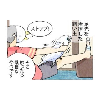 漫画「いたずらオウムの生活雑記」 第499回 傷口にオウム