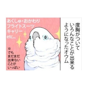 漫画「いたずらオウムの生活雑記」 第500回 成長した結果