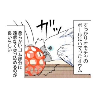 漫画「いたずらオウムの生活雑記」 第506回 オウム界の守護神爆誕