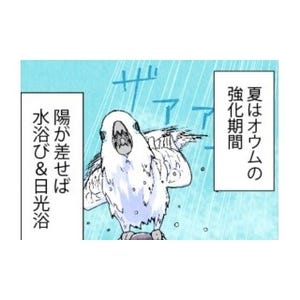 漫画「いたずらオウムの生活雑記」 第509回 夏のオウム