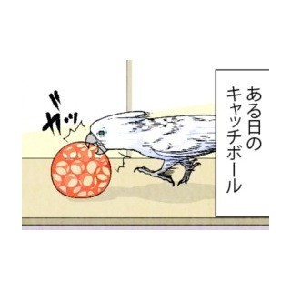 漫画「いたずらオウムの生活雑記」 第510回 ポテンッ