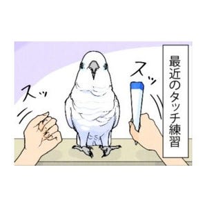 漫画「いたずらオウムの生活雑記」 第512回 最近のタッチ練習