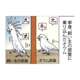 漫画「いたずらオウムの生活雑記」 第538回 ついて来てくれると思った