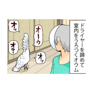 漫画「いたずらオウムの生活雑記」 第543回 クエスト終了